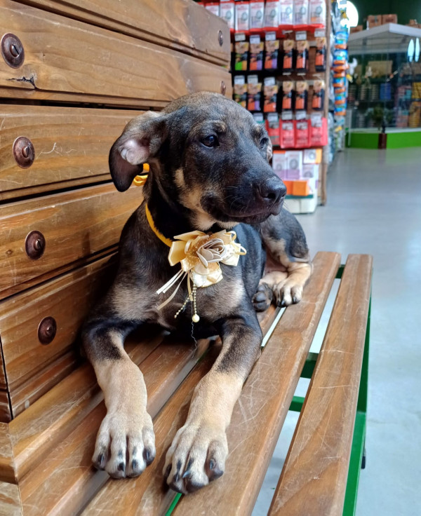 olivia-para-adocao-adocao-doacao-cachorro-gato-2