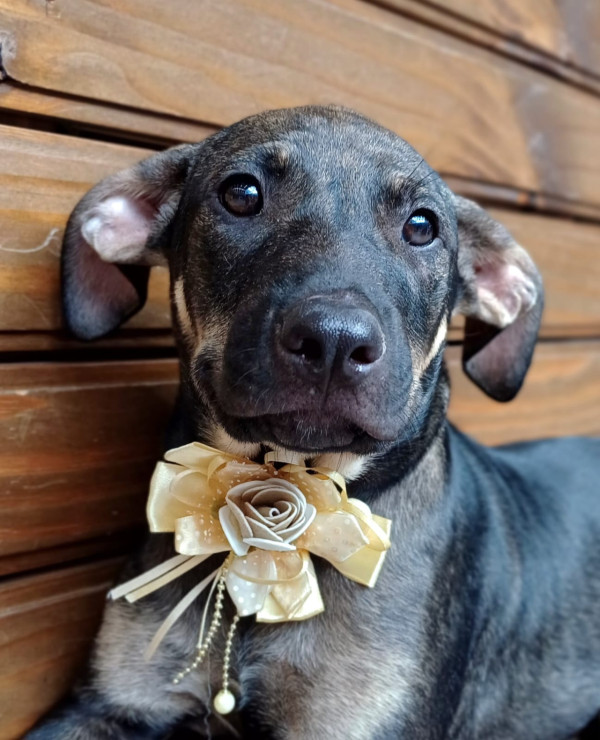 olivia-para-adocao-adocao-doacao-cachorro-gato-3