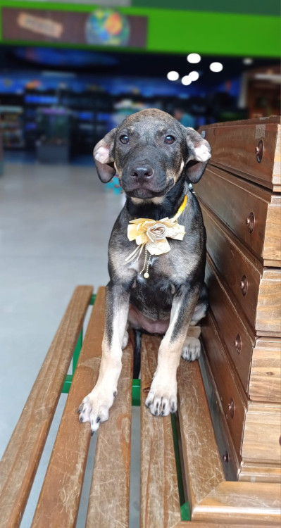 olivia-para-adocao-adocao-doacao-cachorro-gato-4