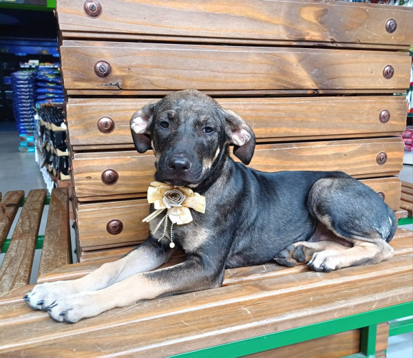 olivia-para-adocao-adocao-doacao-cachorro-gato-0