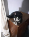 oreo-1-aninho-lindo-e-bonzinho-small-2