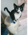 oreo-1-aninho-lindo-e-bonzinho-small-1