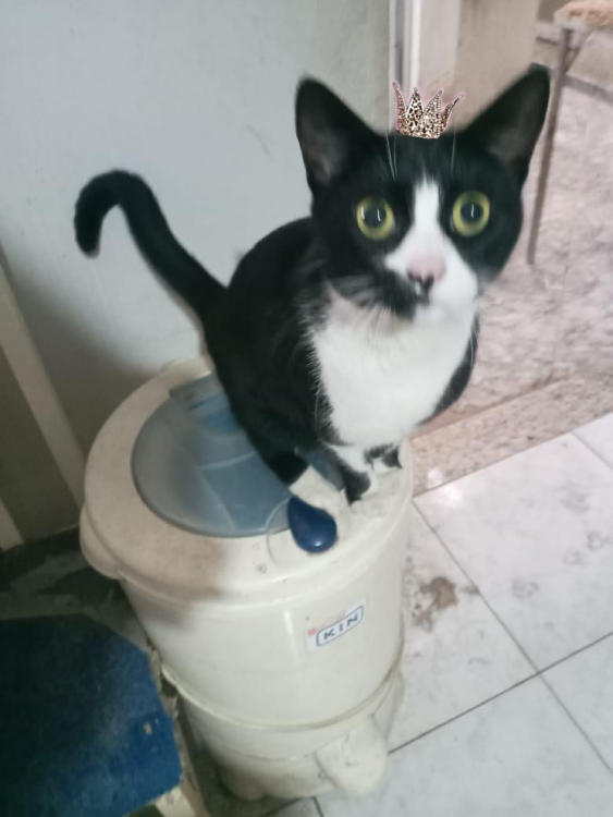 oreo-1-aninho-lindo-e-bonzinho-adocao-doacao-cachorro-gato-1