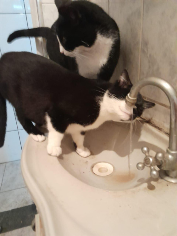 oreo-1-aninho-lindo-e-bonzinho-adocao-doacao-cachorro-gato-3
