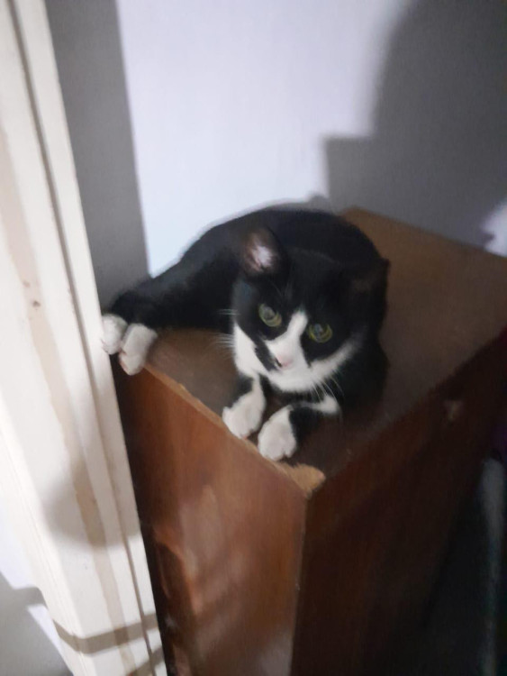 oreo-1-aninho-lindo-e-bonzinho-adocao-doacao-cachorro-gato-4