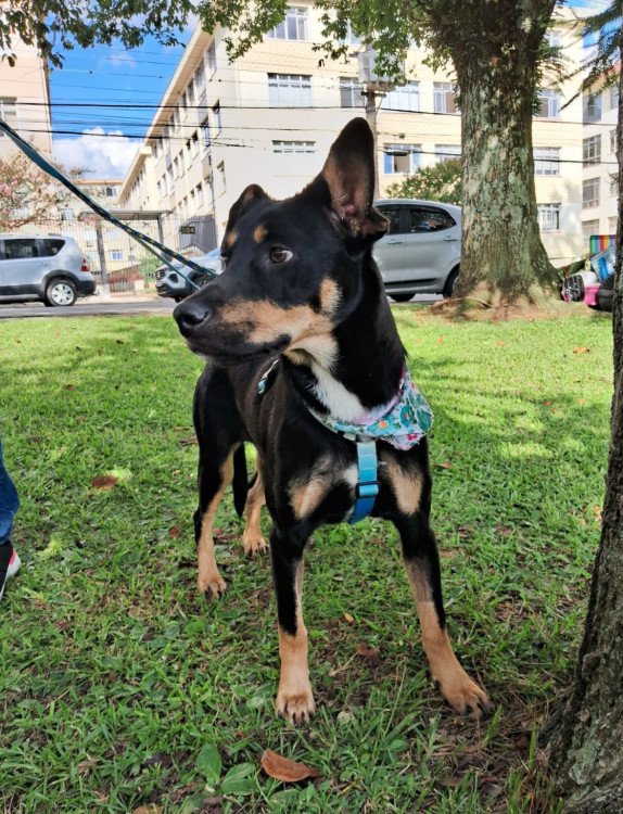 adote-tica-adocao-doacao-cachorro-gato-3