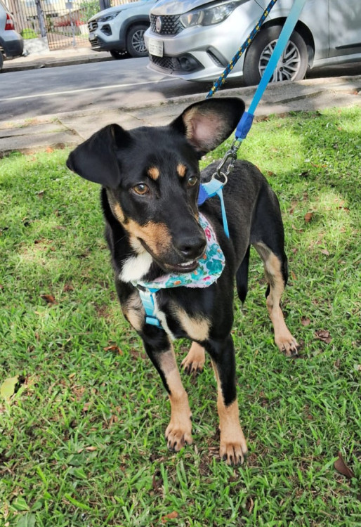 adote-tica-adocao-doacao-cachorro-gato-0