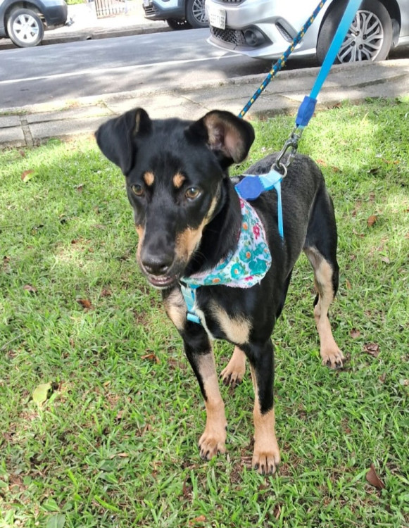 adote-tica-adocao-doacao-cachorro-gato-4