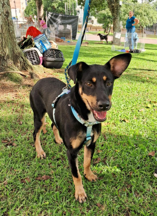 adote-tica-adocao-doacao-cachorro-gato-1