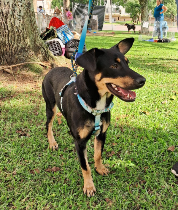 adote-tica-adocao-doacao-cachorro-gato-2