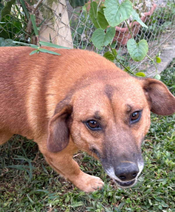 tobias-adocao-doacao-cachorro-gato-0