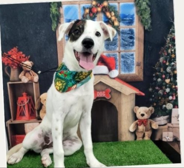 adocao-da-cachorrinha-jade-adocao-doacao-cachorro-gato-0