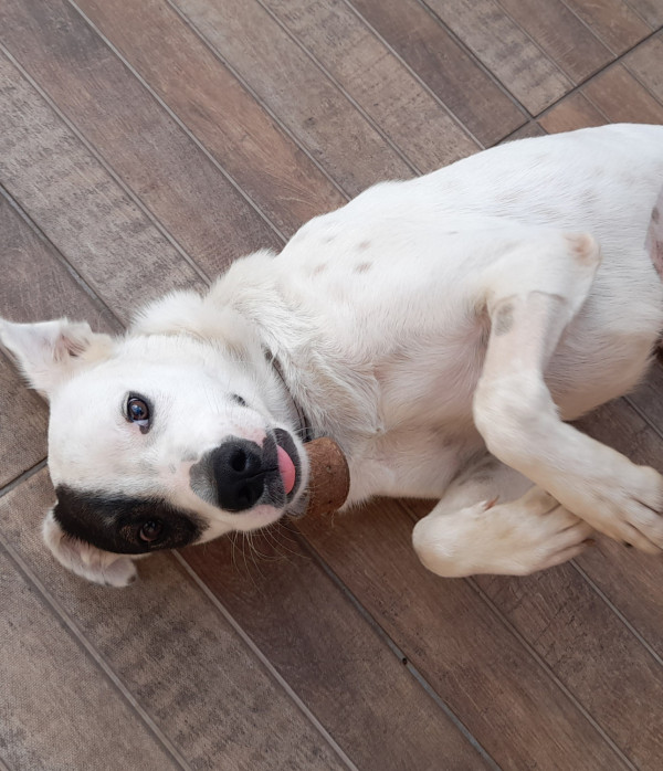 adocao-da-cachorrinha-jade-adocao-doacao-cachorro-gato-1