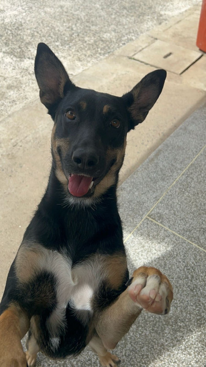 nichele-para-adocao-responsavel-adocao-doacao-cachorro-gato-1