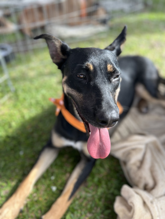 nichele-para-adocao-responsavel-adocao-doacao-cachorro-gato-3