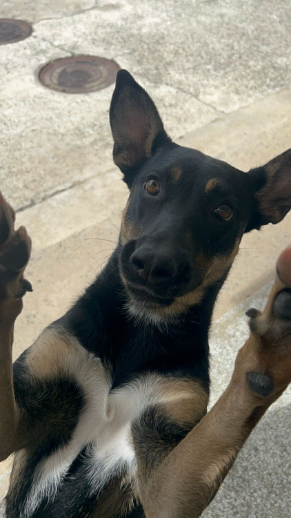 nichele-para-adocao-responsavel-adocao-doacao-cachorro-gato-2