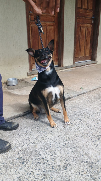 nichele-para-adocao-responsavel-adocao-doacao-cachorro-gato-4