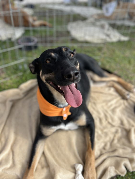 nichele-para-adocao-responsavel-adocao-doacao-cachorro-gato-0