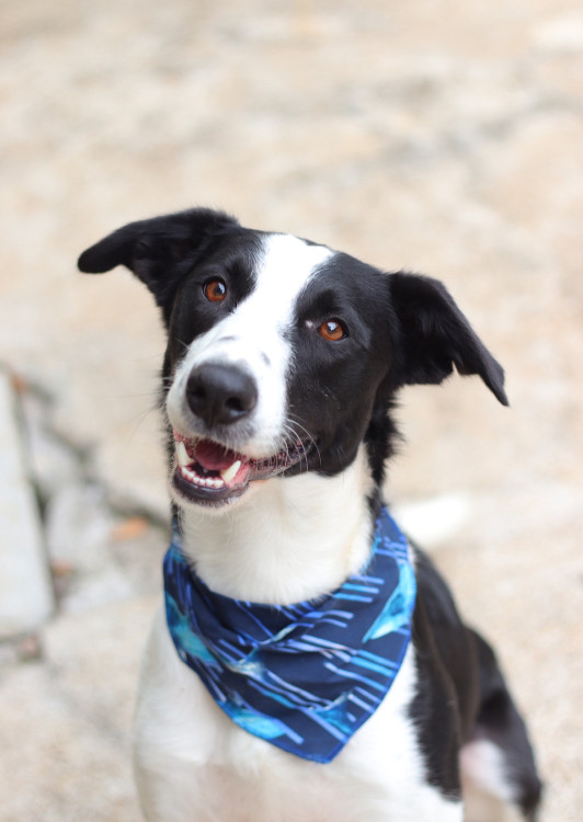 todo-mundo-precisa-de-um-amigo-adocao-doacao-cachorro-gato-0