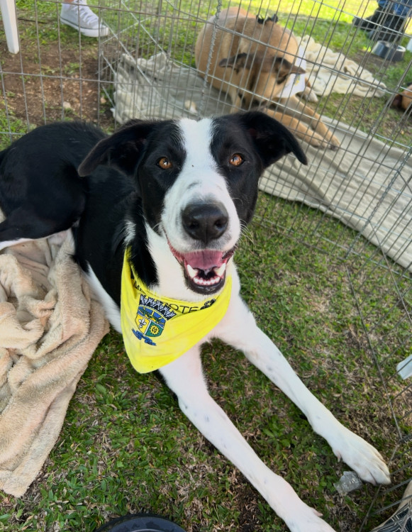 todo-mundo-precisa-de-um-amigo-adocao-doacao-cachorro-gato-2