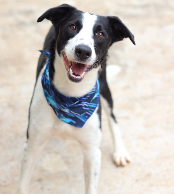 todo-mundo-precisa-de-um-amigo-adocao-doacao-cachorro-gato-1