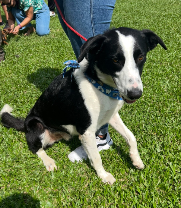 todo-mundo-precisa-de-um-amigo-adocao-doacao-cachorro-gato-3