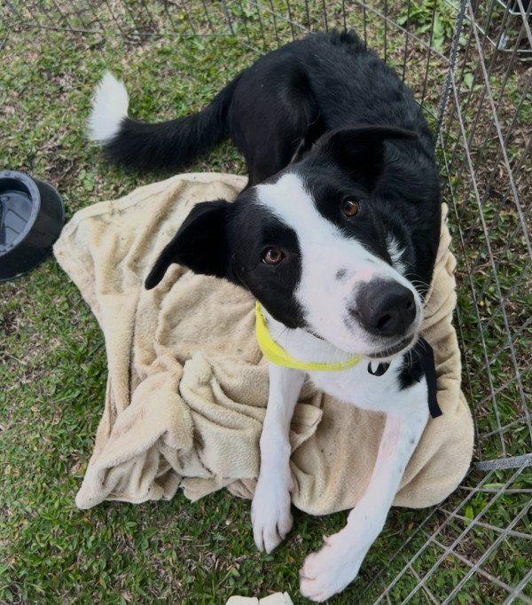 todo-mundo-precisa-de-um-amigo-adocao-doacao-cachorro-gato-4