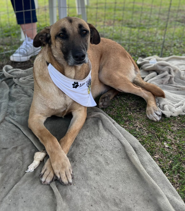 bolt-para-adocao-adocao-doacao-cachorro-gato-2