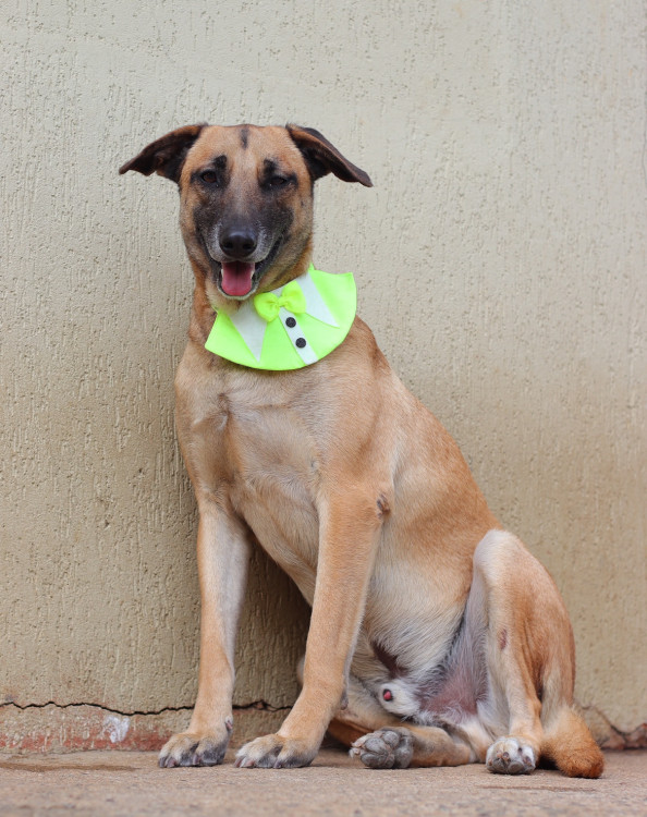 bolt-para-adocao-adocao-doacao-cachorro-gato-0