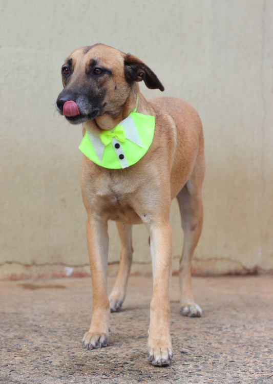 bolt-para-adocao-adocao-doacao-cachorro-gato-1