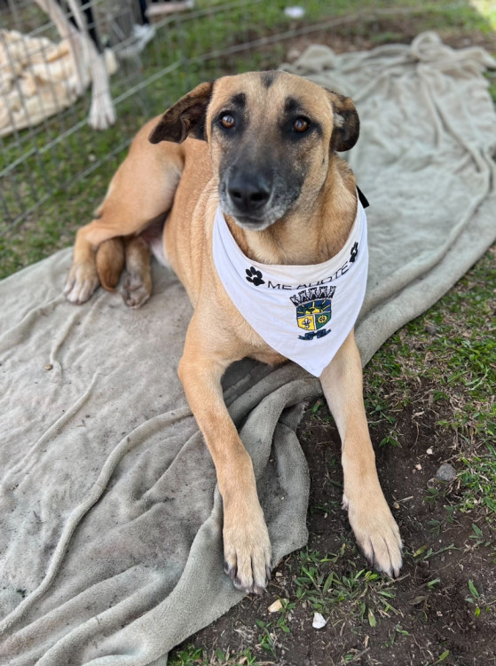bolt-para-adocao-adocao-doacao-cachorro-gato-3