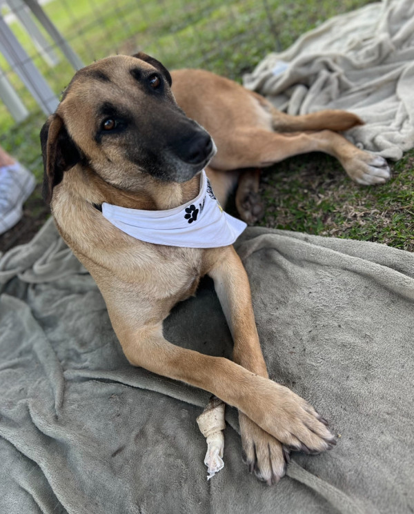 bolt-para-adocao-adocao-doacao-cachorro-gato-4