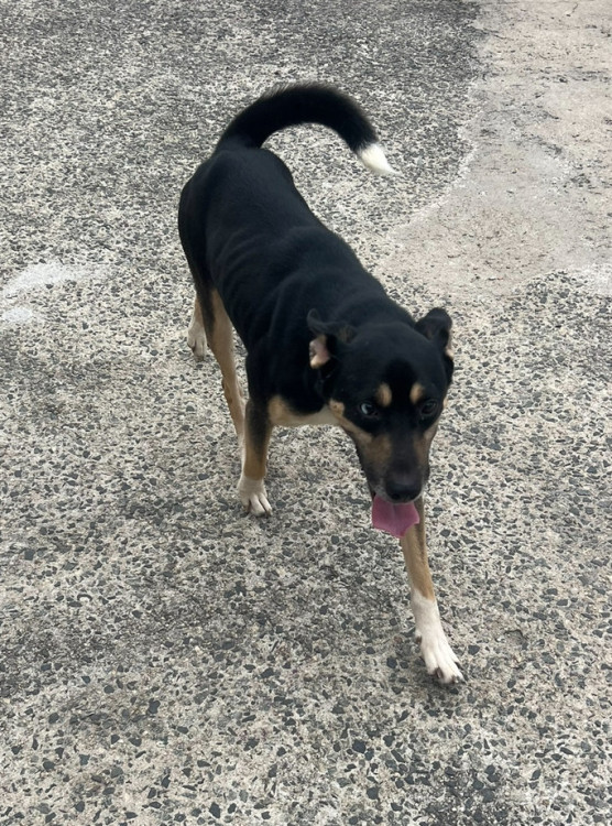 adote-o-pirata-adocao-doacao-cachorro-gato-3