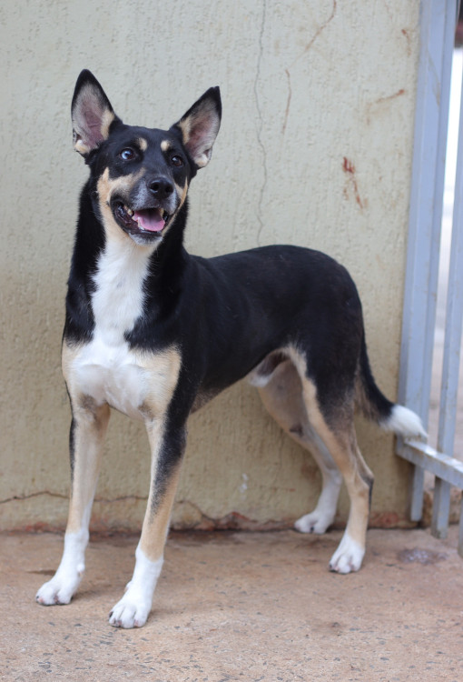 adote-o-pirata-adocao-doacao-cachorro-gato-0