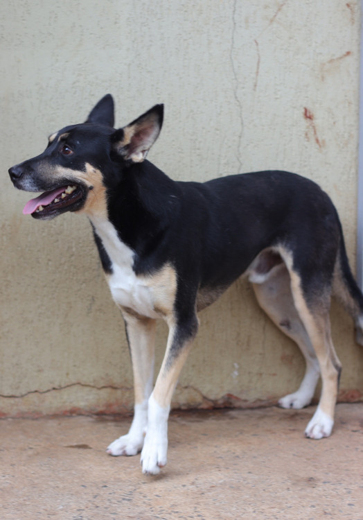 adote-o-pirata-adocao-doacao-cachorro-gato-4