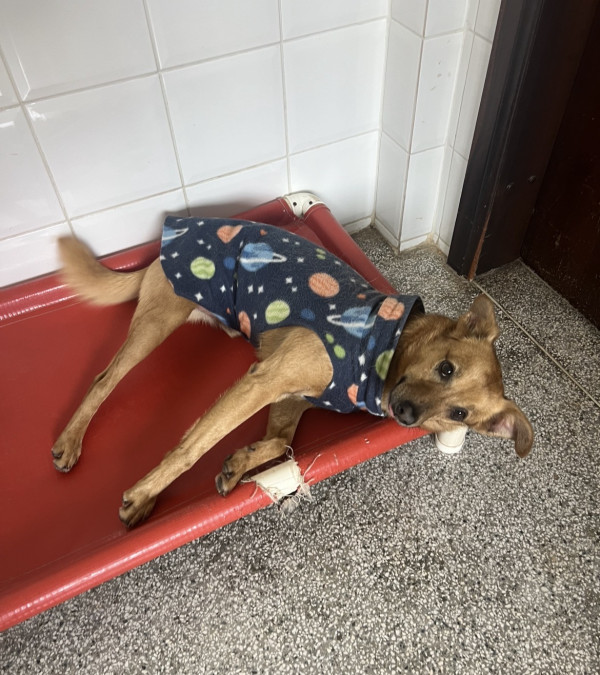 carinha-de-urso-procura-um-lar-especial-adocao-doacao-cachorro-gato-3