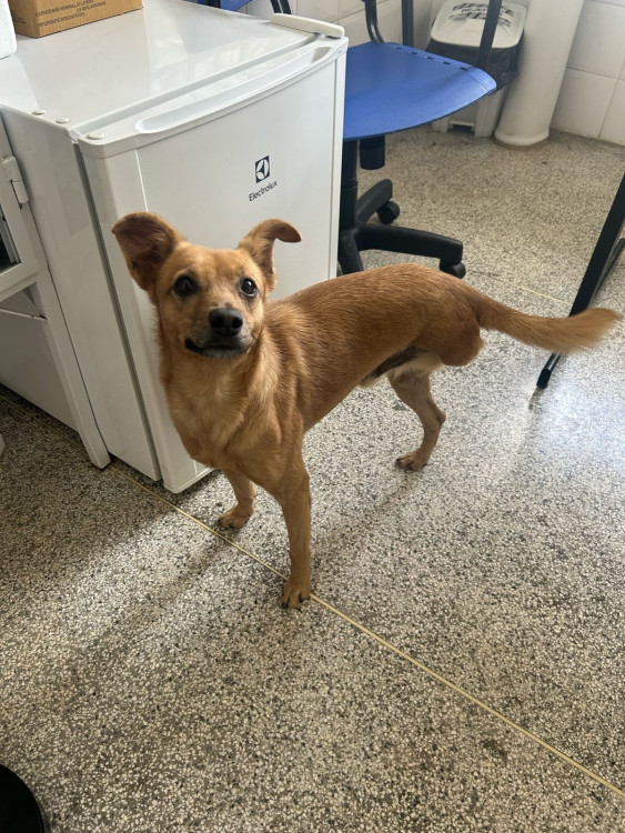 carinha-de-urso-procura-um-lar-especial-adocao-doacao-cachorro-gato-2