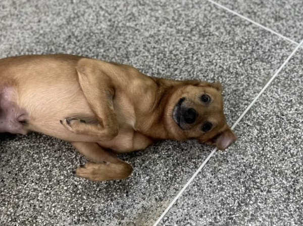 carinha-de-urso-procura-um-lar-especial-adocao-doacao-cachorro-gato-1