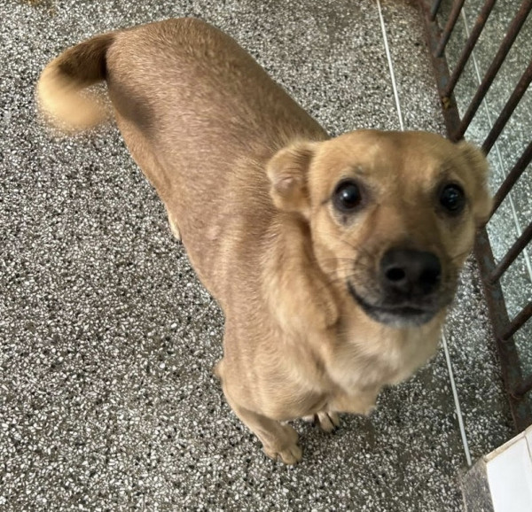 carinha-de-urso-procura-um-lar-especial-adocao-doacao-cachorro-gato-0