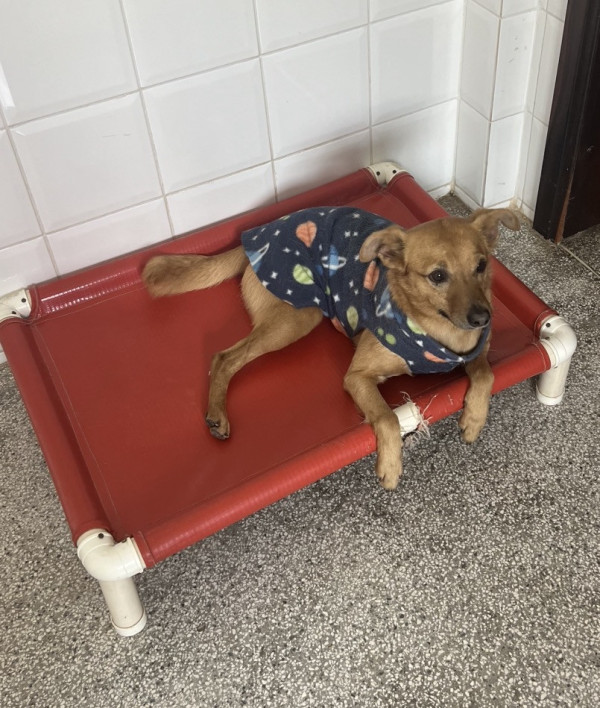 carinha-de-urso-procura-um-lar-especial-adocao-doacao-cachorro-gato-4