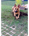 lindo-cachorro-jovem-porte-grande-small-3
