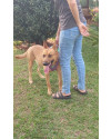 lindo-cachorro-jovem-porte-grande-small-0