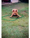 lindo-cachorro-jovem-porte-grande-small-2