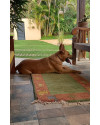 lindo-cachorro-jovem-porte-grande-small-1