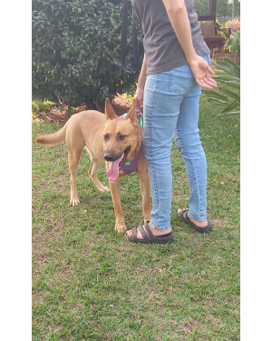 Lindo cachorro jovem porte grande