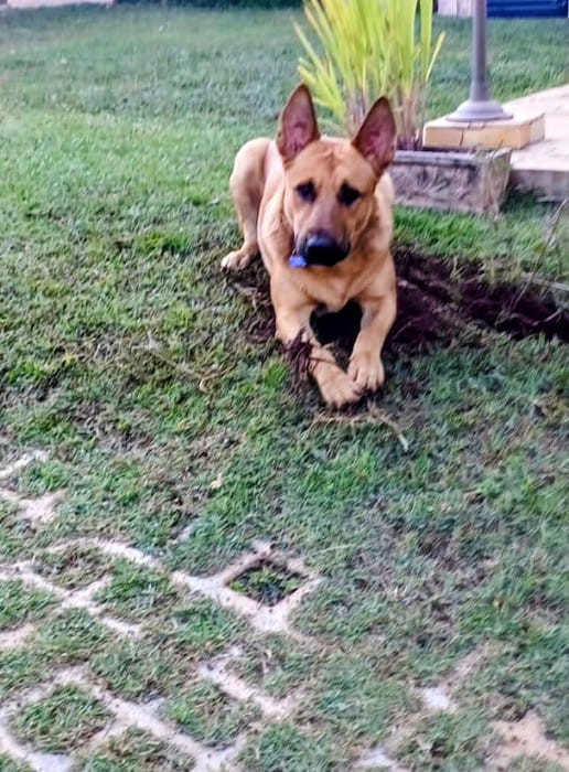 lindo-cachorro-jovem-porte-grande-adocao-doacao-cachorro-gato-3