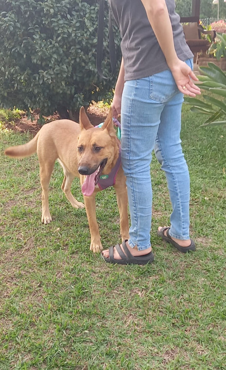lindo-cachorro-jovem-porte-grande-adocao-doacao-cachorro-gato-0