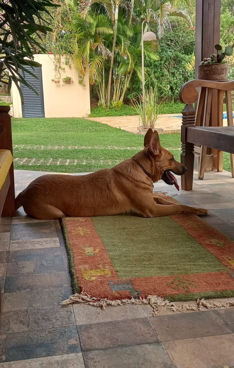 lindo-cachorro-jovem-porte-grande-adocao-doacao-cachorro-gato-1