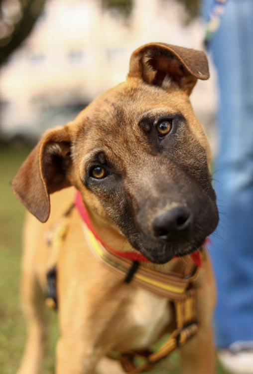 adote-o-amoroso-marco-adocao-doacao-cachorro-gato-0