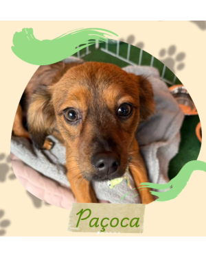 Paçoca: carinhoso, divertido e brincalhão!